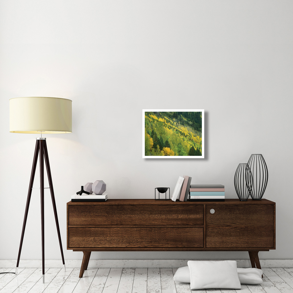 Aspen grove in fall colors, Gunnison National Forest, Colorado-Paper Art-26&quotx20"