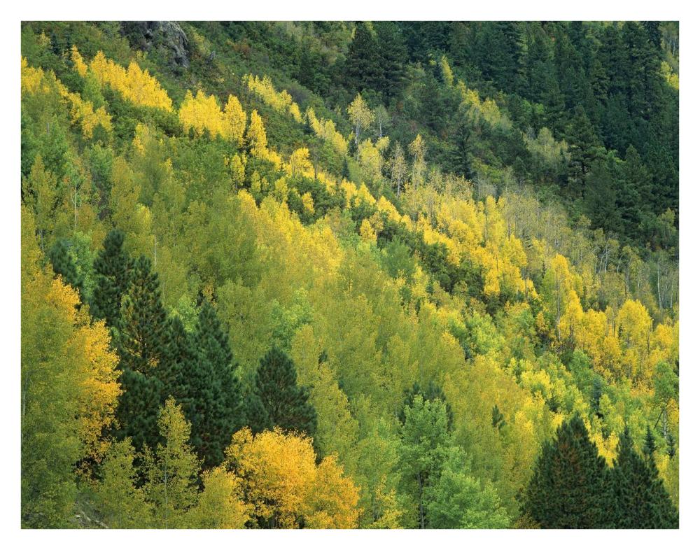 Aspen grove in fall colors, Gunnison National Forest, Colorado-Paper Art-34"x26"