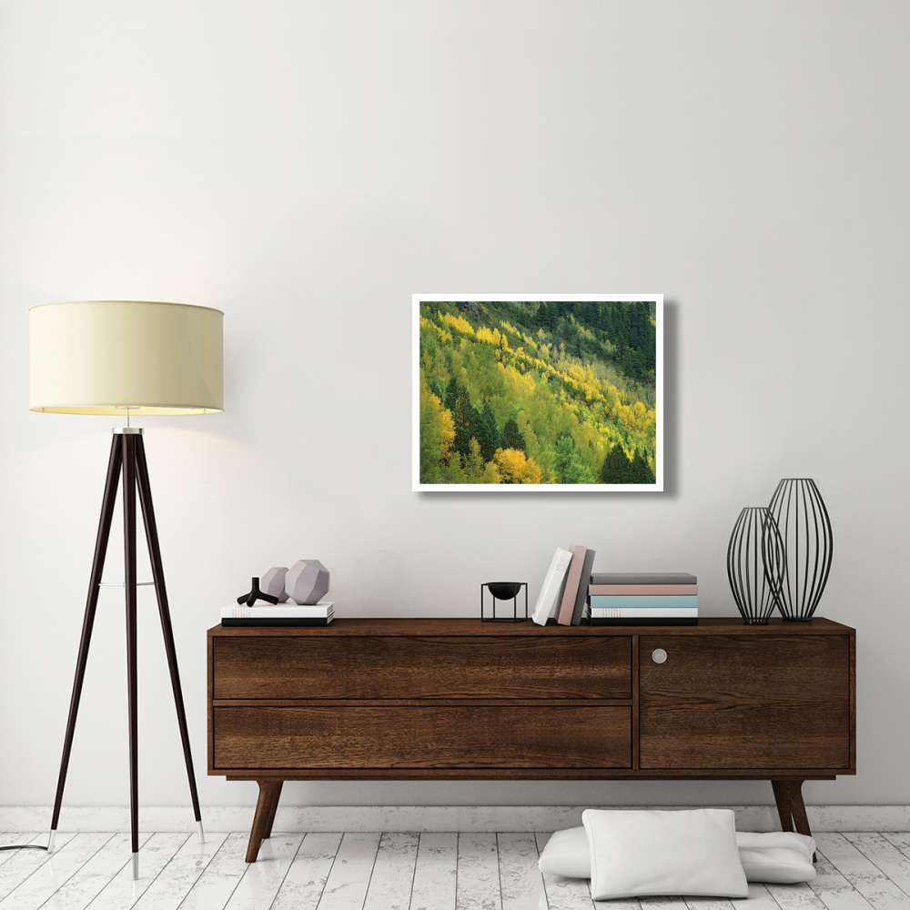 Aspen grove in fall colors, Gunnison National Forest, Colorado-Paper Art-34&quotx26"