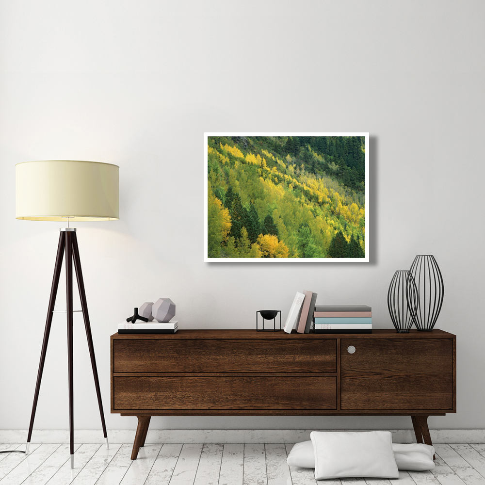 Aspen grove in fall colors, Gunnison National Forest, Colorado-Paper Art-42&quotx32"