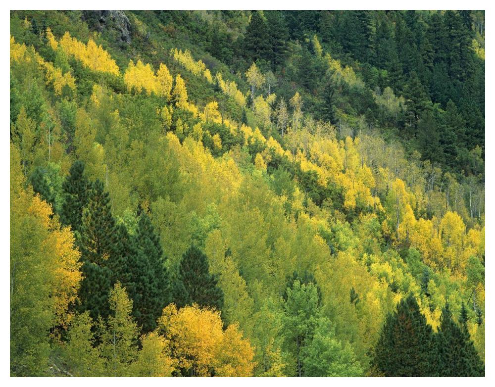 Aspen grove in fall colors, Gunnison National Forest, Colorado-Paper Art-50"x38"