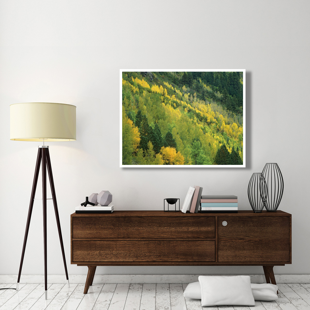 Aspen grove in fall colors, Gunnison National Forest, Colorado-Paper Art-50&quotx38"
