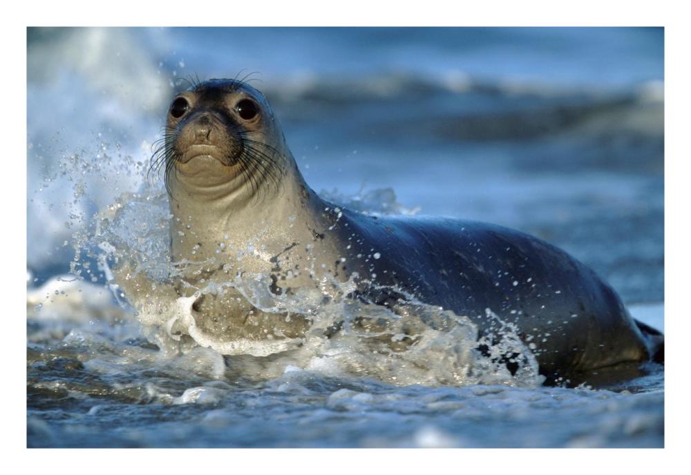 Northern Elephant Seal female in splashing surf, North America-Paper Art-26"x18"