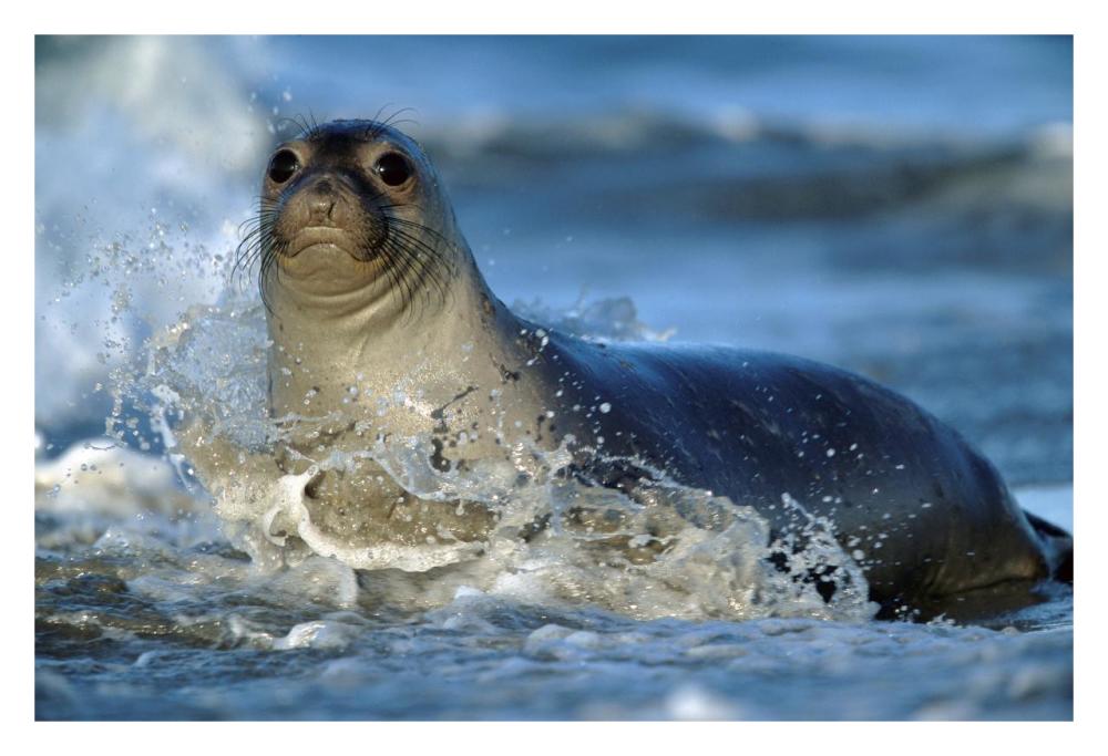 Northern Elephant Seal female in splashing surf, North America-Paper Art-32"x22"
