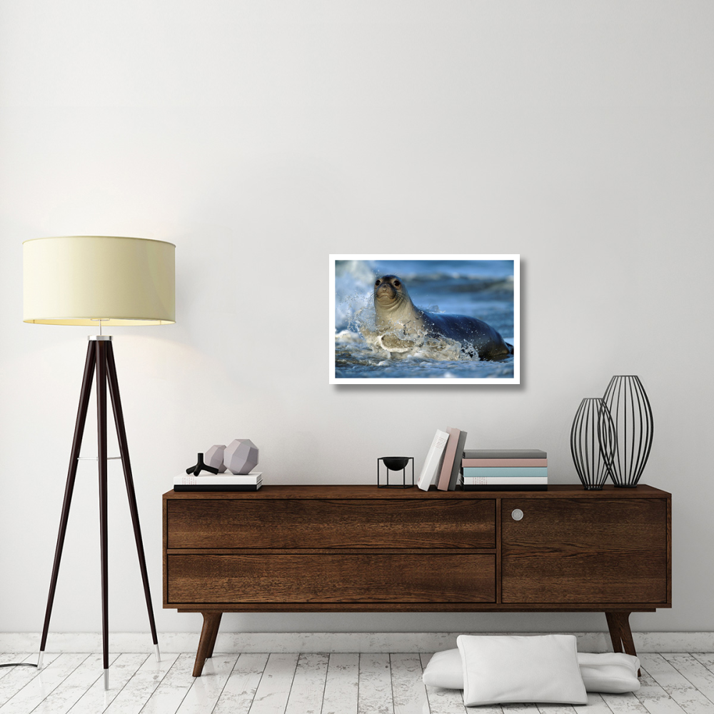 Northern Elephant Seal female in splashing surf, North America-Paper Art-32&quotx22"