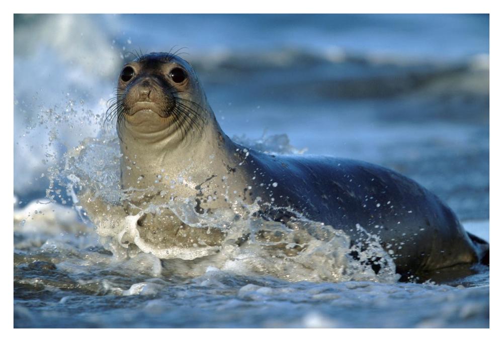 Northern Elephant Seal female in splashing surf, North America-Paper Art-38"x26"