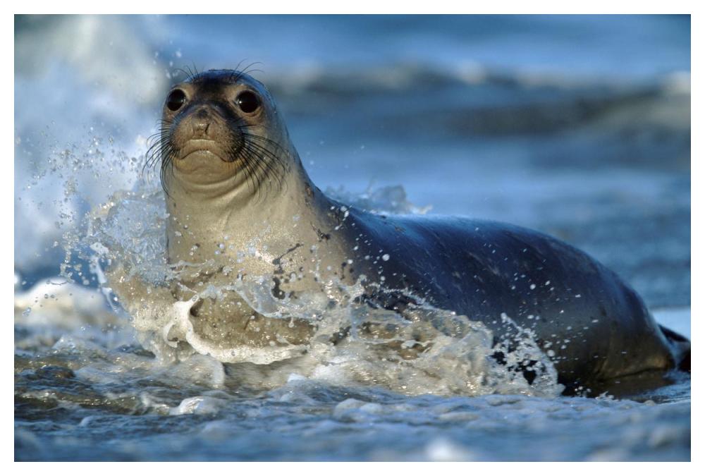 Northern Elephant Seal female in splashing surf, North America-Paper Art-50"x34"