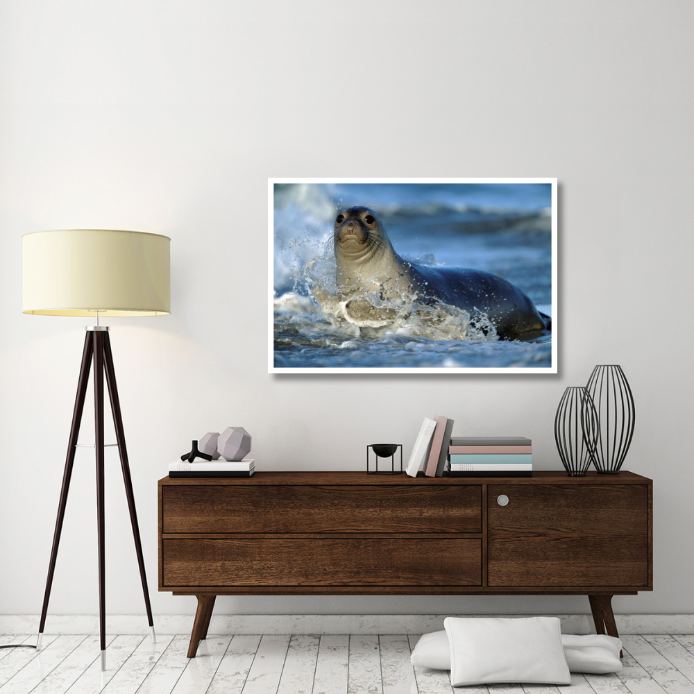 Northern Elephant Seal female in splashing surf, North America-Paper Art-50&quotx34"