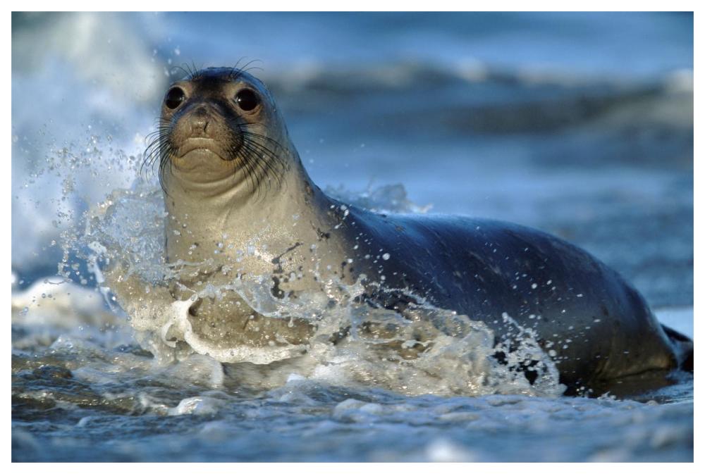 Northern Elephant Seal female in splashing surf, North America-Paper Art-62"x42"