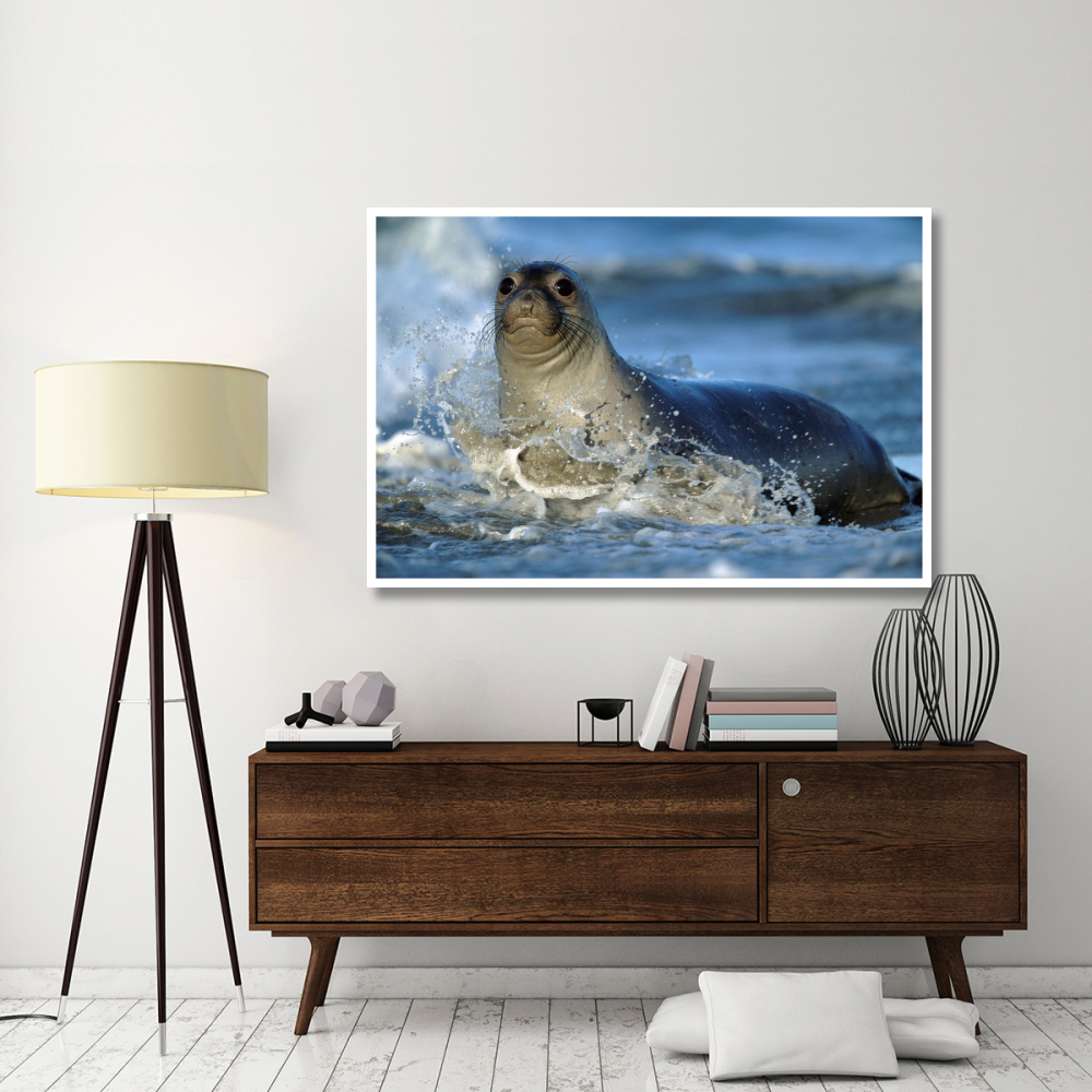 Northern Elephant Seal female in splashing surf, North America-Paper Art-62&quotx42"