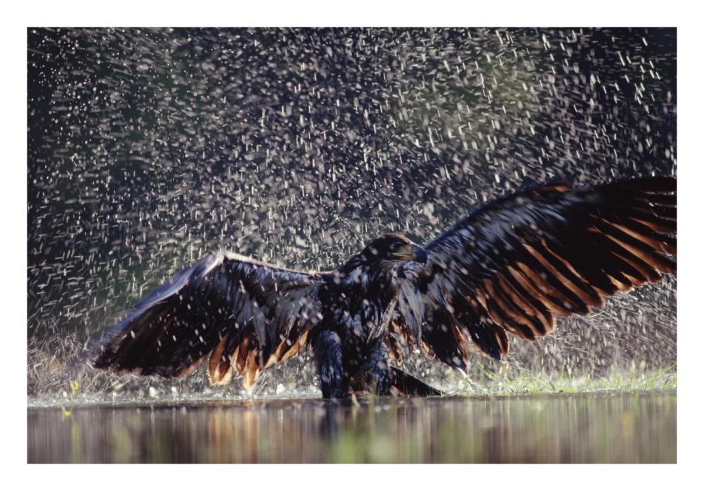 Bald Eagle juvenile bathing in river, British Columbia, Canada-Paper Art-26"x18"