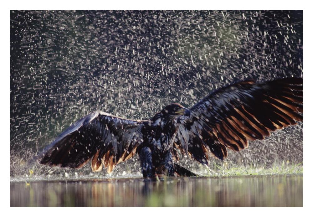 Bald Eagle juvenile bathing in river, British Columbia, Canada-Paper Art-32"x22"