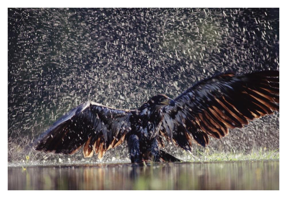 Bald Eagle juvenile bathing in river, British Columbia, Canada-Paper Art-38"x26"