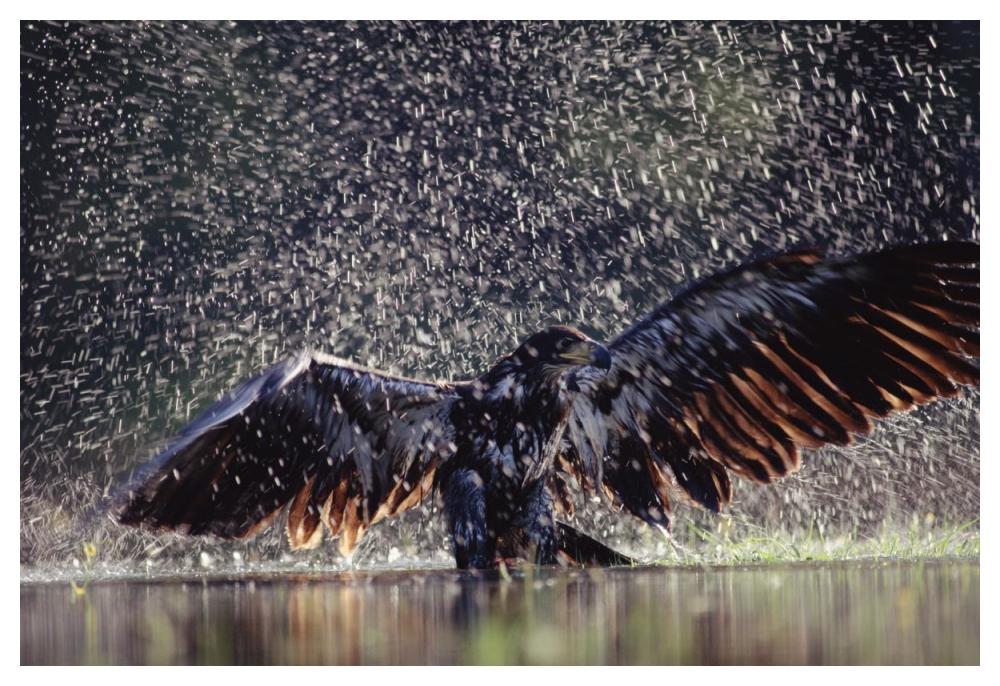 Bald Eagle juvenile bathing in river, British Columbia, Canada-Paper Art-50"x34"