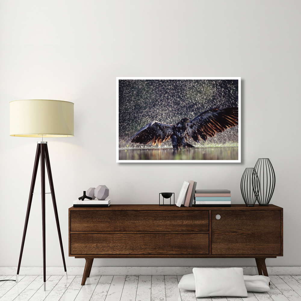 Bald Eagle juvenile bathing in river, British Columbia, Canada-Paper Art-50&quotx34"