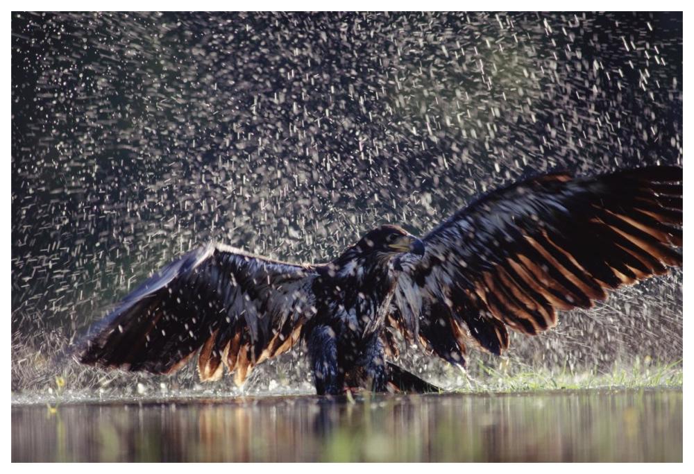 Bald Eagle juvenile bathing in river, British Columbia, Canada-Paper Art-62"x42"
