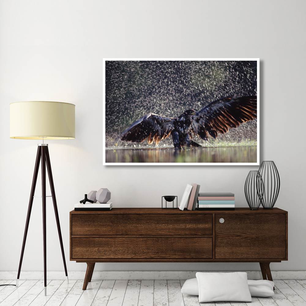 Bald Eagle juvenile bathing in river, British Columbia, Canada-Paper Art-62&quotx42"