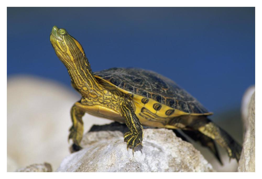 Yellow-bellied Slider turtle, portrait, on rock, North America-Paper Art-20"x14"