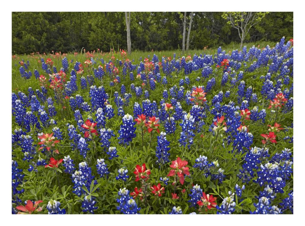 Bluebonnet and Paintbrush meadow, Cedar Hill State Park, Texas-Paper Art-26"x20"