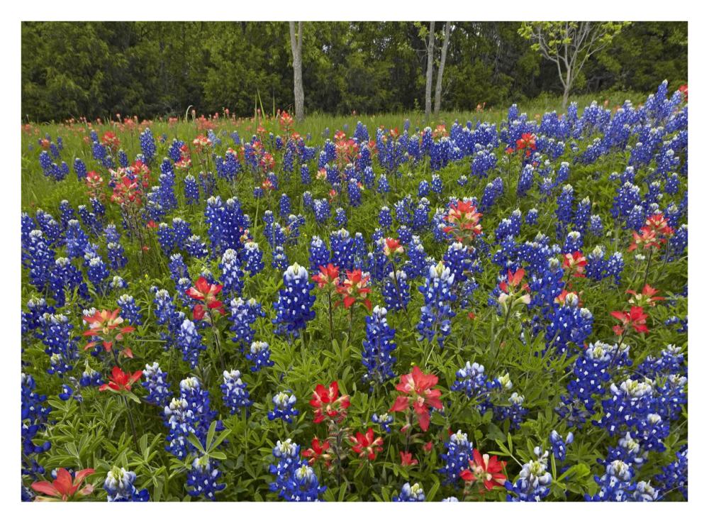 Bluebonnet and Paintbrush meadow, Cedar Hill State Park, Texas-Paper Art-34"x26"