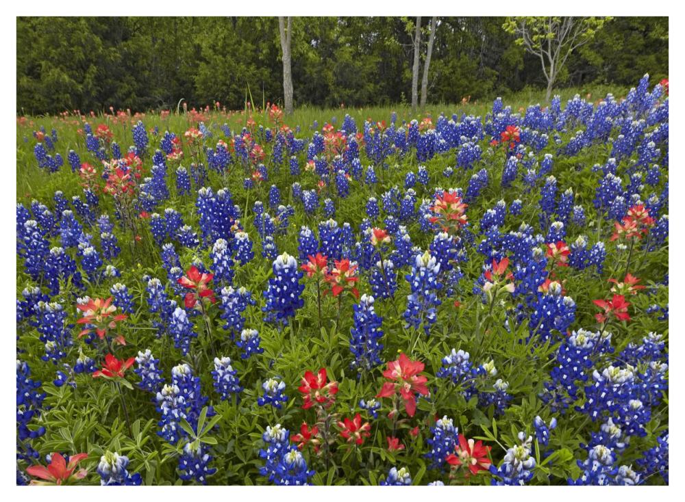 Bluebonnet and Paintbrush meadow, Cedar Hill State Park, Texas-Paper Art-42"x32"