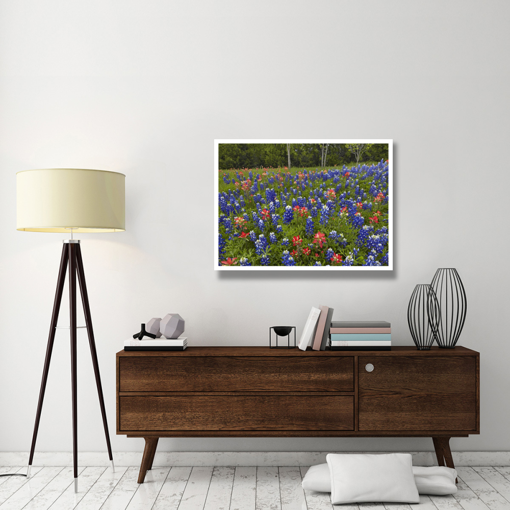 Bluebonnet and Paintbrush meadow, Cedar Hill State Park, Texas-Paper Art-42&quotx32"