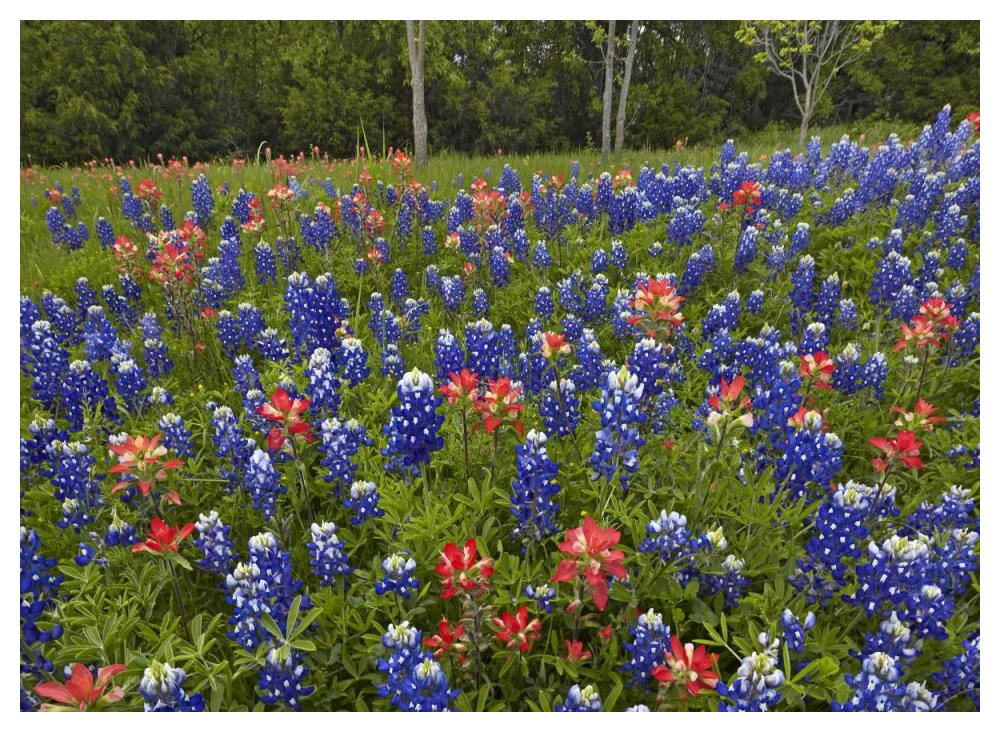 Bluebonnet and Paintbrush meadow, Cedar Hill State Park, Texas-Paper Art-50"x38"