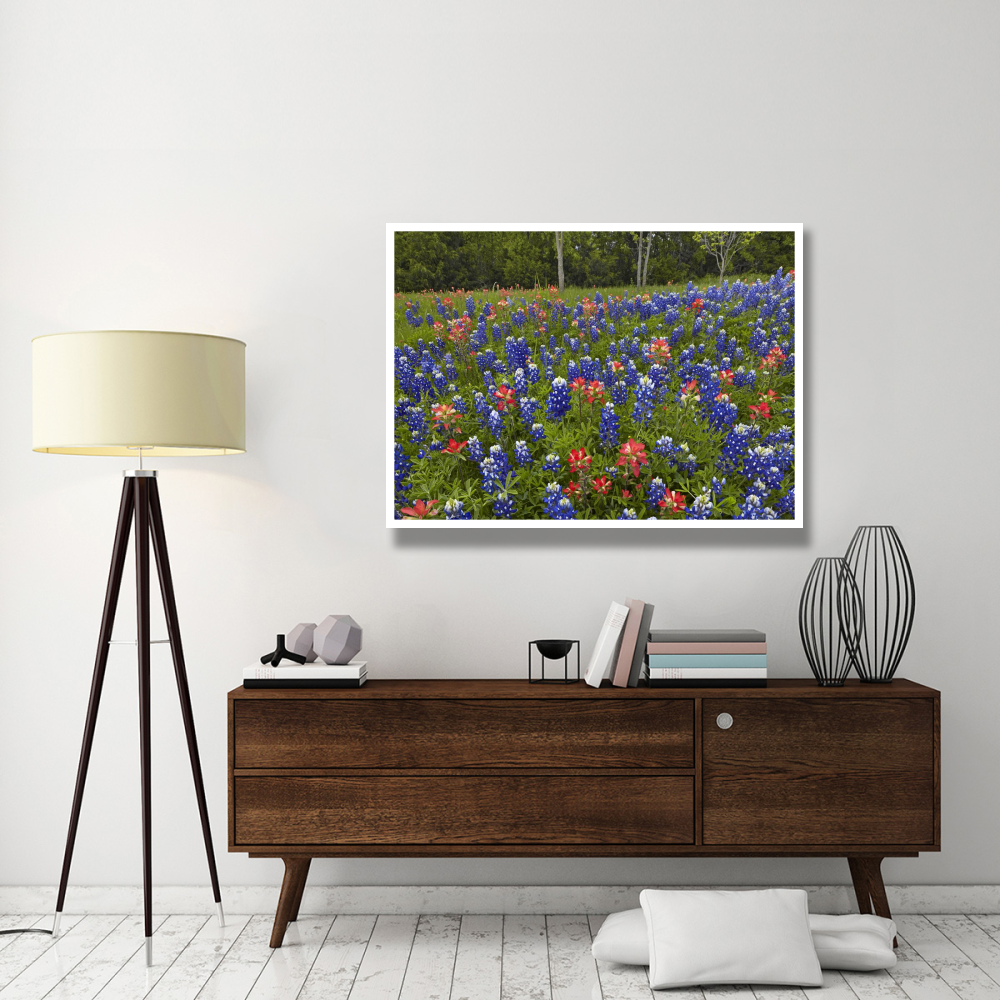 Bluebonnet and Paintbrush meadow, Cedar Hill State Park, Texas-Paper Art-50&quotx38"
