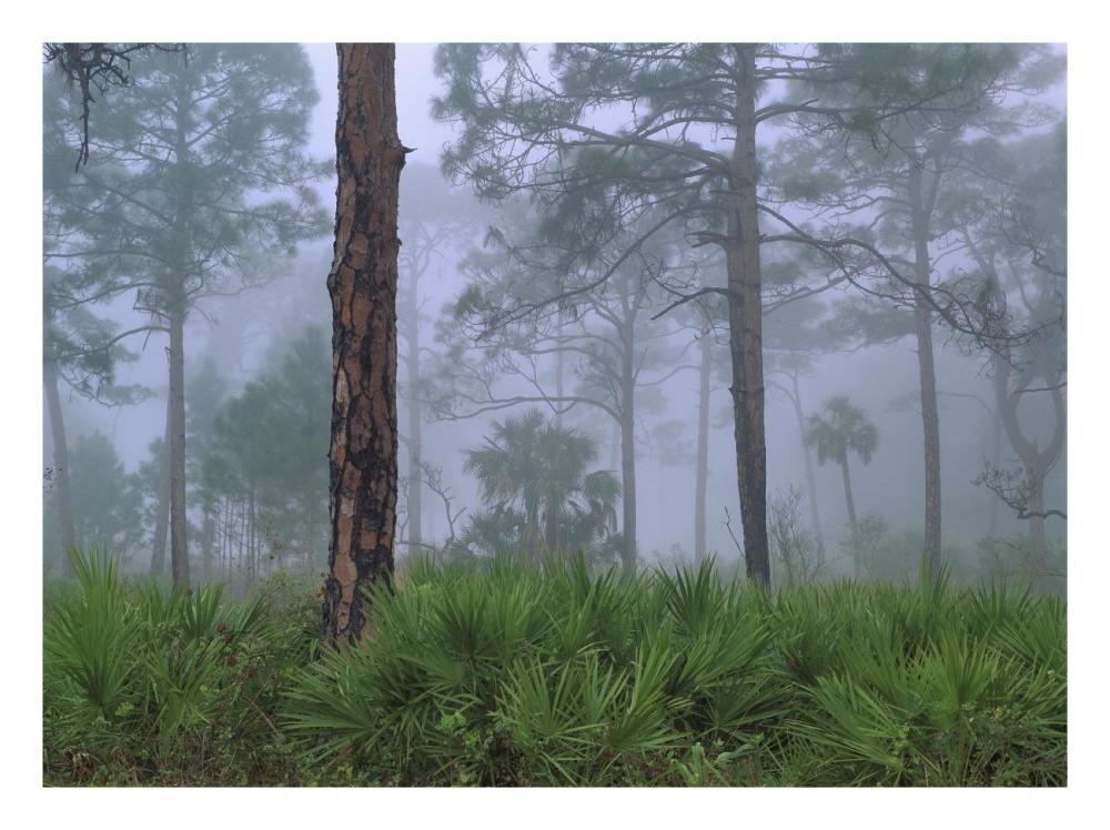 Saw Palmetto and Pine trees in fog, near Estero River, Florida-Paper Art-26"x20"