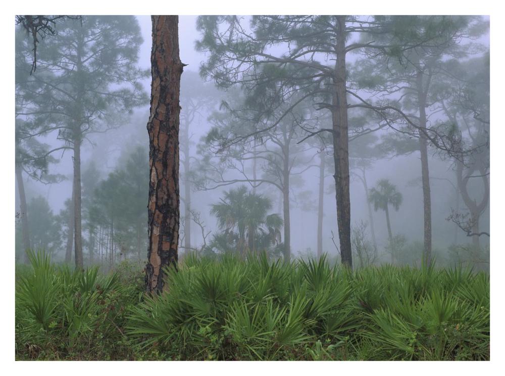Saw Palmetto and Pine trees in fog, near Estero River, Florida-Paper Art-34"x26"
