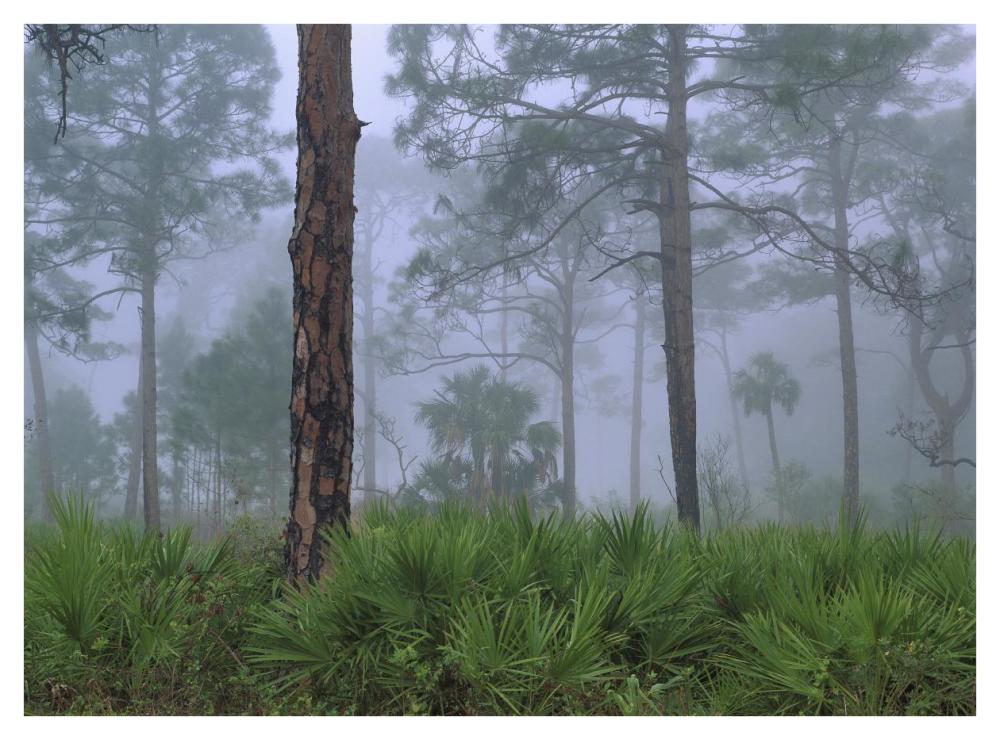 Saw Palmetto and Pine trees in fog, near Estero River, Florida-Paper Art-42"x32"