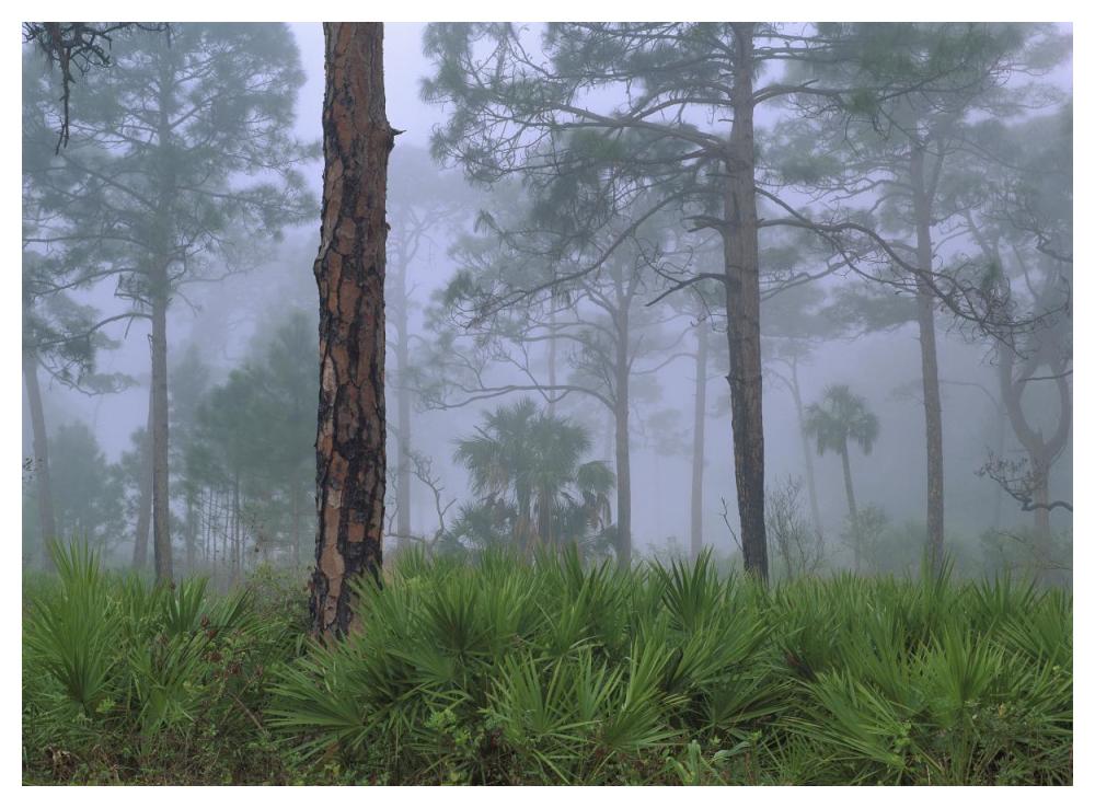 Saw Palmetto and Pine trees in fog, near Estero River, Florida-Paper Art-50"x38"
