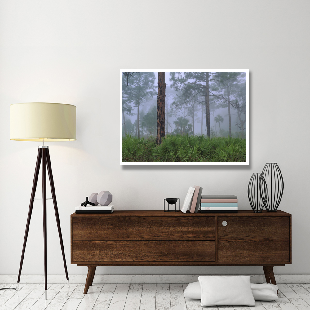 Saw Palmetto and Pine trees in fog, near Estero River, Florida-Paper Art-50&quotx38"