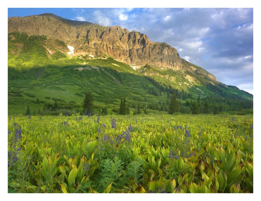 Gothic Mountain overlooking meadow near Crested Butte, Colorado-Paper Art-34"x26"