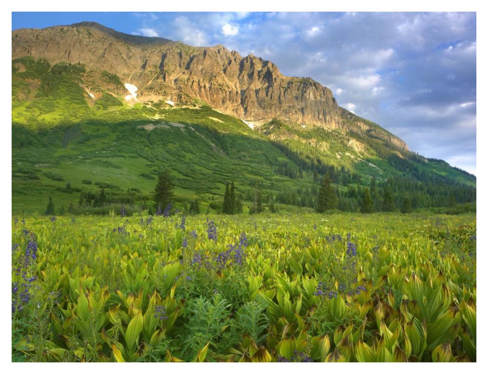 Gothic Mountain overlooking meadow near Crested Butte, Colorado-Paper Art-42"x32"