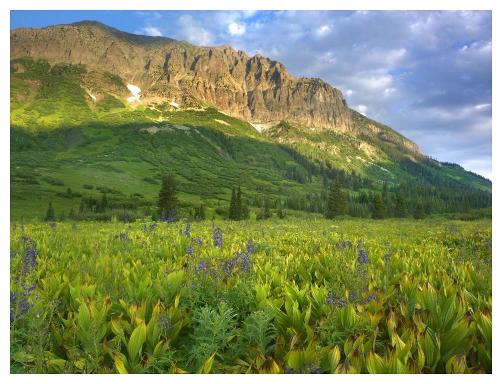 Gothic Mountain overlooking meadow near Crested Butte, Colorado-Paper Art-50"x38"