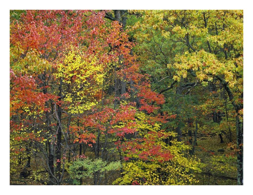 Fall foliage at Fishers Gap, Shenandoah National Park, Virginia-Paper Art-26"x20"