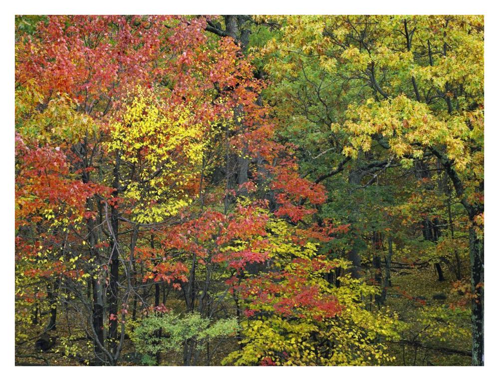 Fall foliage at Fishers Gap, Shenandoah National Park, Virginia-Paper Art-34"x26"