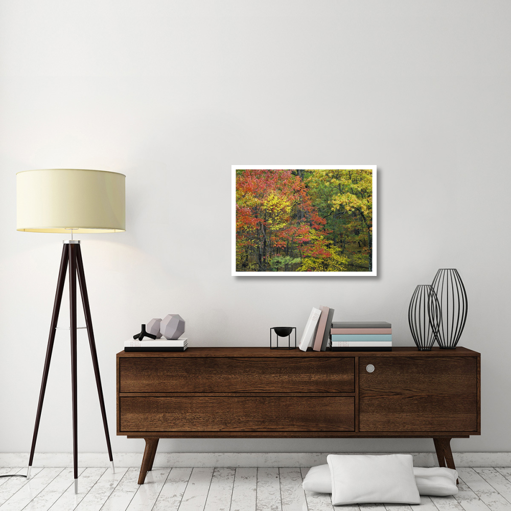 Fall foliage at Fishers Gap, Shenandoah National Park, Virginia-Paper Art-34&quotx26"