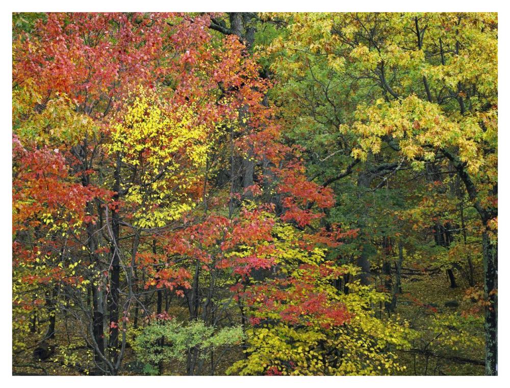 Fall foliage at Fishers Gap, Shenandoah National Park, Virginia-Paper Art-42"x32"
