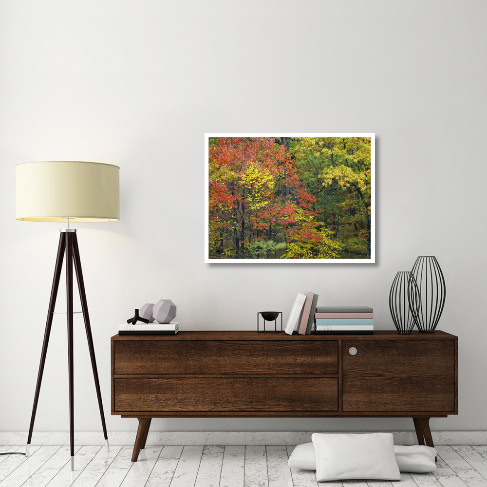 Fall foliage at Fishers Gap, Shenandoah National Park, Virginia-Paper Art-42&quotx32"