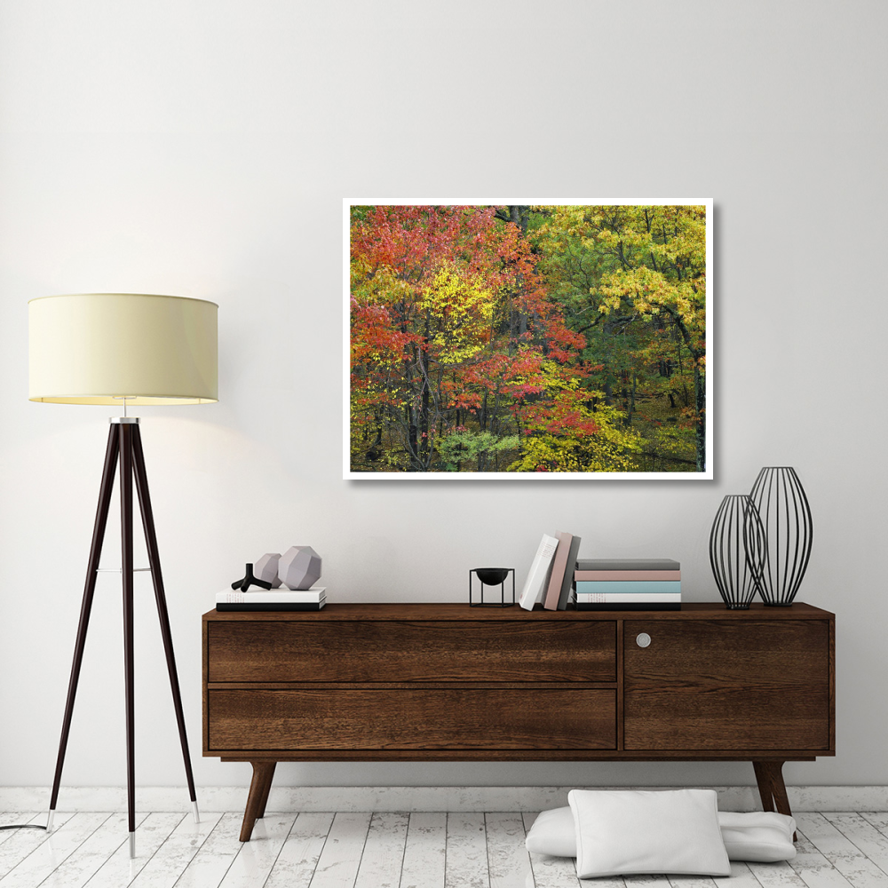 Fall foliage at Fishers Gap, Shenandoah National Park, Virginia-Paper Art-50&quotx38"