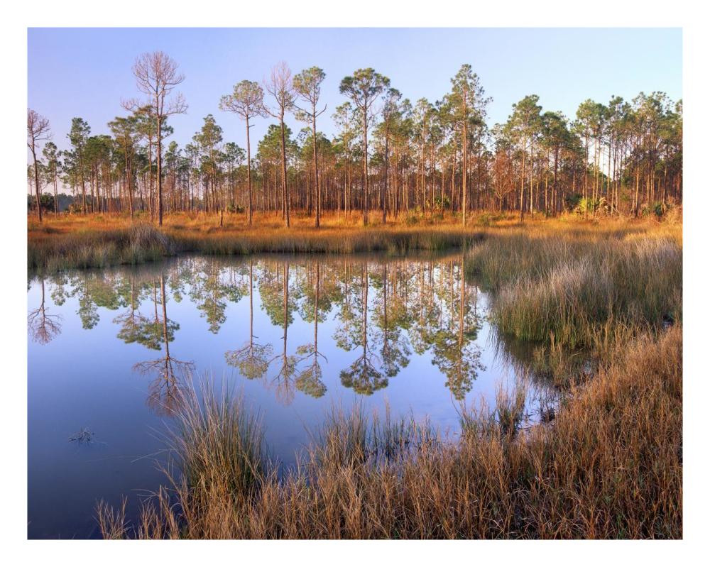 Pines reflected in pond near Piney Point, Hagen's Cove, Florida-Paper Art-26"x20"