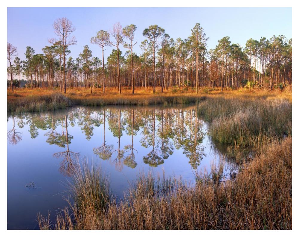 Pines reflected in pond near Piney Point, Hagen's Cove, Florida-Paper Art-42"x32"