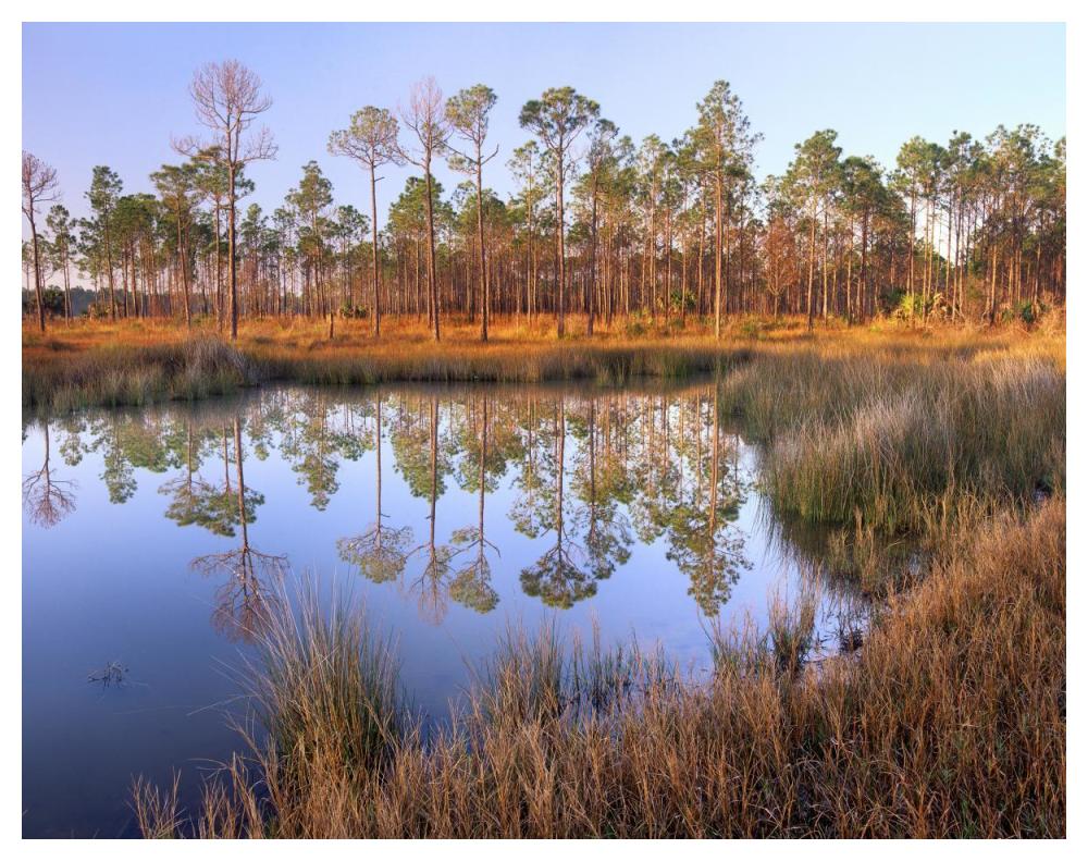 Pines reflected in pond near Piney Point, Hagen's Cove, Florida-Paper Art-50"x38"