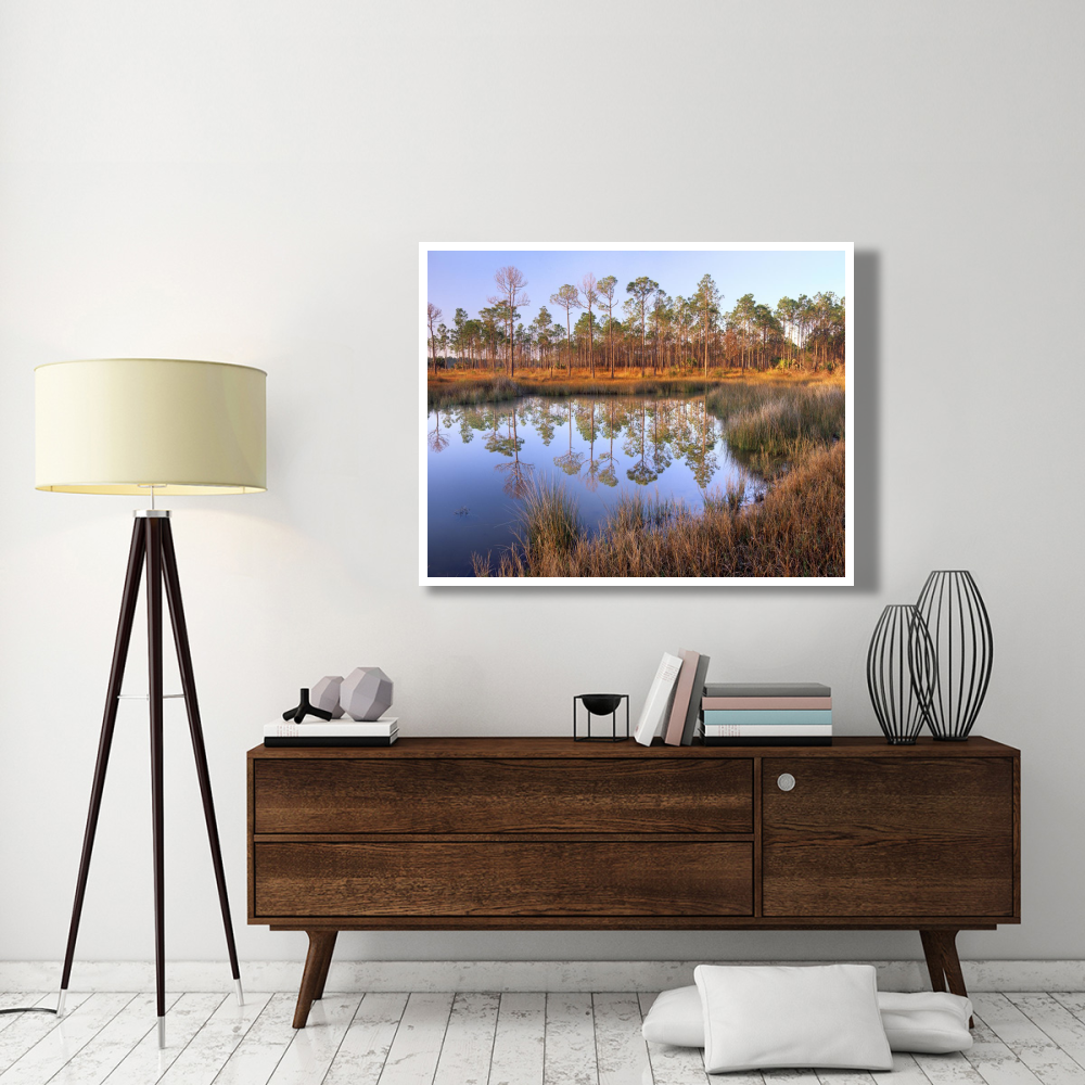 Pines reflected in pond near Piney Point, Hagen's Cove, Florida-Paper Art-50&quotx38"