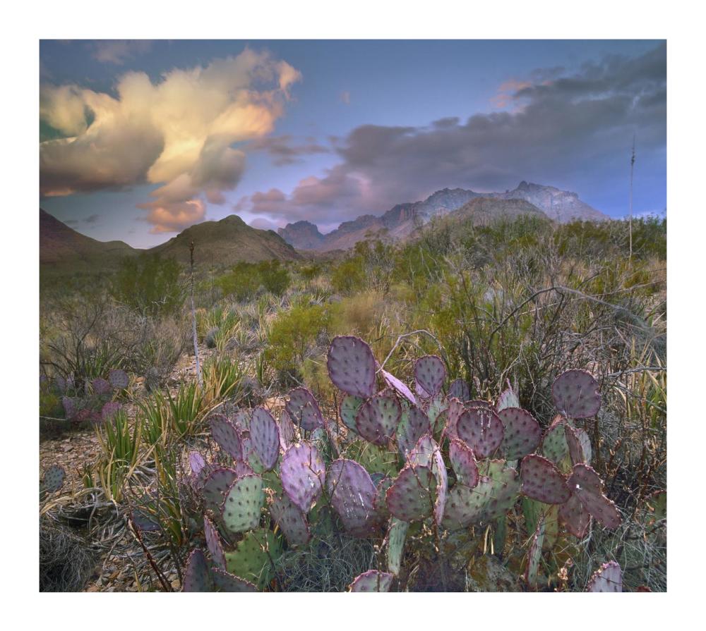 Opuntia cactus, Chisos Mountains, Big Bend National Park, Texas-Paper Art-18"x16.08"