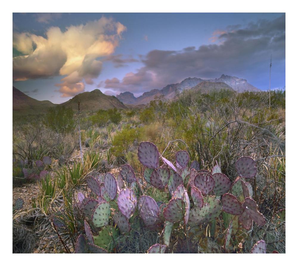 Opuntia cactus, Chisos Mountains, Big Bend National Park, Texas-Paper Art-24"x21.36"