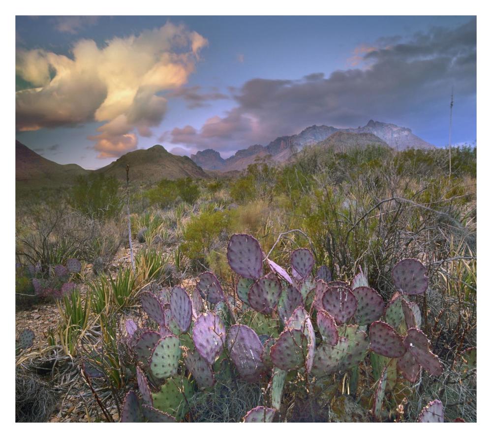 Opuntia cactus, Chisos Mountains, Big Bend National Park, Texas-Paper Art-32"x28.4"