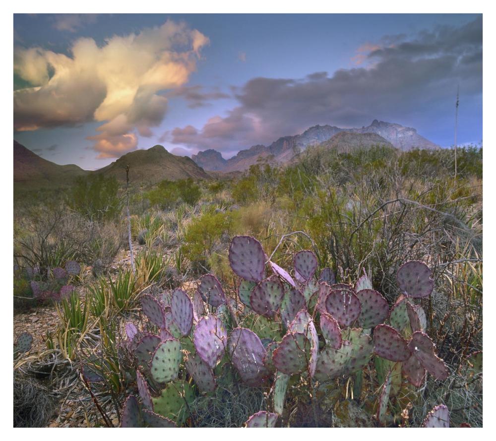 Opuntia cactus, Chisos Mountains, Big Bend National Park, Texas-Paper Art-38"x33.68"